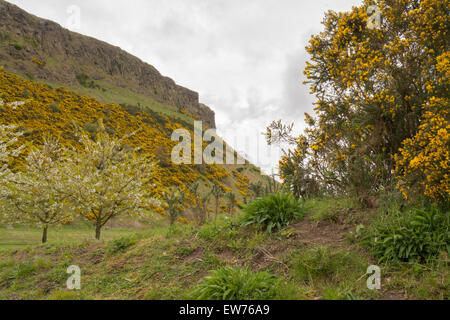 Stechginster (Ulex) für The Salisbury Crags mitten im Holyrood Park, Edinburgh, Scotland, UK Stockfoto