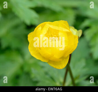 Globeflower - Trollblume Europaeus gelben Berg-Hahnenfuß Stockfoto