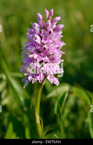 Gemeinsame gefleckte Orchidee - Dactylorhiza fushsii Stockfoto