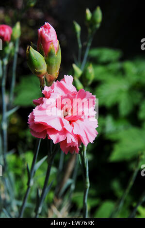 Britische Garten Pflanzen rosa Sommer blühen Stockfoto