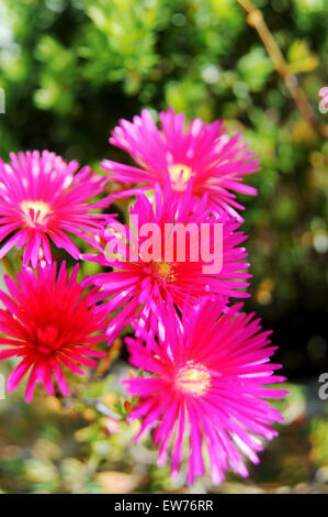 Rosa Lampranthus Spectabilis Blumen blühen in einem Topf im englischen Garten Stockfoto