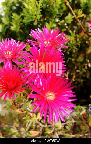 Rosa Lampranthus Spectabilis Blumen blühen in einem Topf im englischen Garten Stockfoto