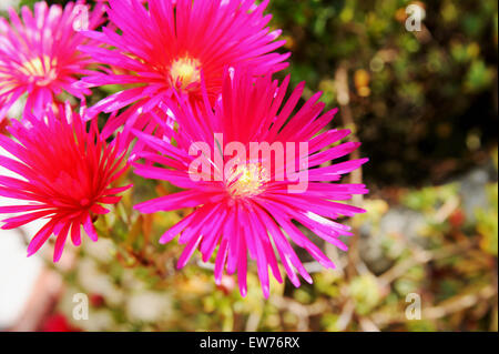 Rosa Lampranthus Spectabilis Blumen blühen in einem Topf im englischen Garten Stockfoto