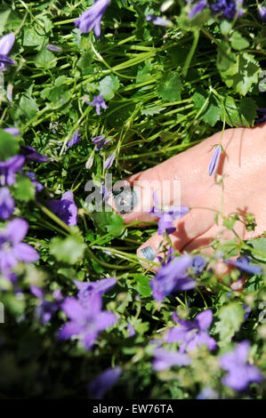 Gesundheit und Schönheit Frau mit bemalten Glitzer Fußnägel unter Campanula Pflanzen im Garten Stockfoto