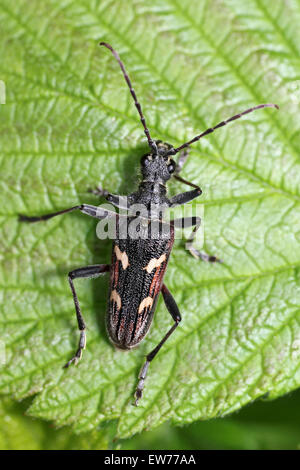 Zwei-banded Longhorn Beetle Rhagium bifasciatum Stockfoto