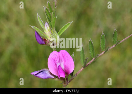 Gemeinsamen Wicke Vicia sativa Stockfoto