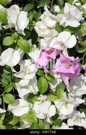 Weiß-rosa Bougainvillea Stockfoto