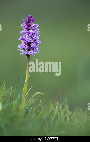 Eine Heide gesichtet Orchidee im New Forest. Stockfoto