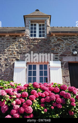 Magenta farbigen Hortensien Busch vor Fassade eines Steinhauses Stockfoto