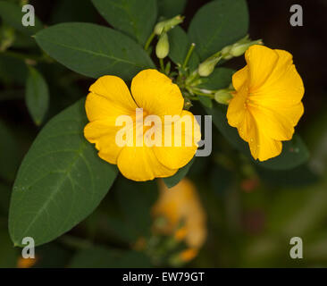 Lebendige tief gelbe Blüten und dunkelgrünen Blättern Reinwardtia Indica, Golden Dollar Bush auf dunklem Hintergrund Stockfoto