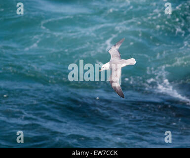 Fulmar nisten und füttern entlang der nordschottischen Küste Stockfoto