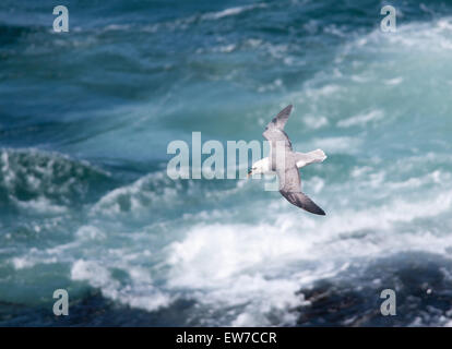 Fulmar nisten und füttern entlang der nordschottischen Küste Stockfoto