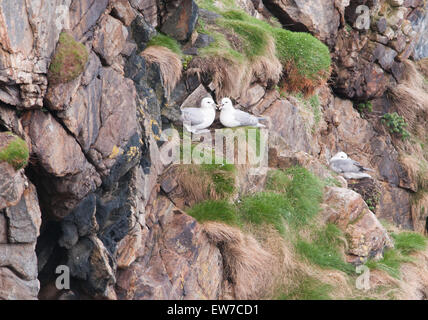 Fulmar nisten und füttern entlang der nordschottischen Küste Stockfoto