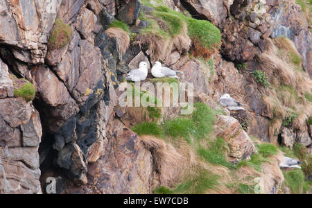 Fulmar nisten und füttern entlang der nordschottischen Küste Stockfoto