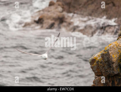 Fulmar nisten und füttern entlang der nordschottischen Küste Stockfoto