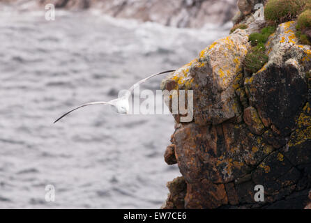 Fulmar nisten und füttern entlang der nordschottischen Küste Stockfoto