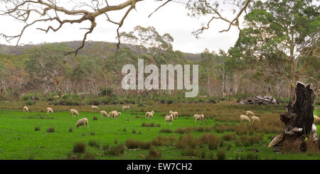 Schafe weiden im Barossa valley Stockfoto