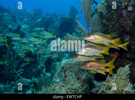 Korallenriff auf den Cayman Islands. Stockfoto