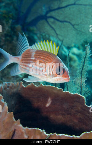 Squirrelfish (Holocentrus Adscensionis). Stockfoto