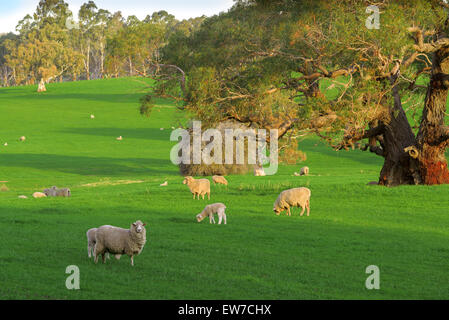 Schafe weiden im Barossa valley Stockfoto