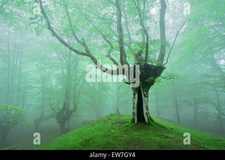 Zauberwald mit Nebel und Sonne im Frühjahr Stockfoto