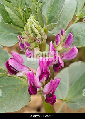 Erbe rot blühenden Saubohne Detail. Bald wirklich frisches Gemüse. Stockfoto