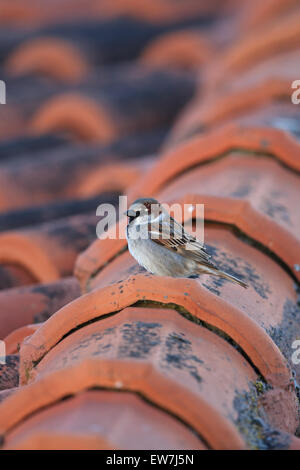 Haussperling (Passer domesticus) Mit einigen Spanischen Sparrow (Passer hispaniolensis) Hybrid Stockfoto