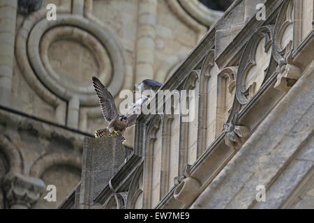 Wanderfalke (Falco Peregrinus) Stockfoto