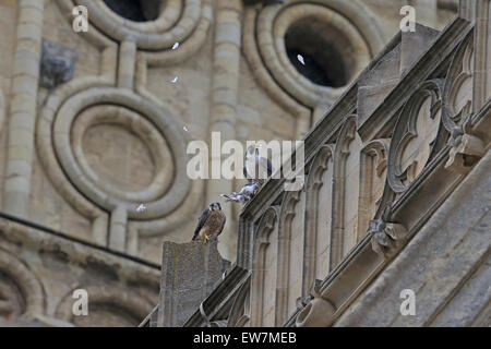 Wanderfalke (Falco Peregrinus) Stockfoto