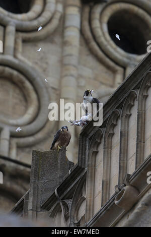 Wanderfalke (Falco Peregrinus) Stockfoto