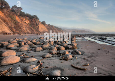 Kelp Algen bei Sonnenuntergang, Bowling Ball Strand, Schoner Gulch, Mendocino County, Kalifornien Stockfoto