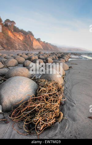 Kelp Algen bei Sonnenuntergang, Bowling Ball Strand, Schoner Gulch, Mendocino County, Kalifornien Stockfoto