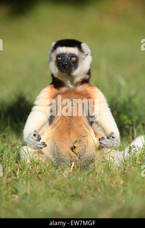 "Buddha Lemur" - Verreaux Sifaka Lemur (Propithecus Verreauxi), Nahampoana Reserve, Madagaskar in Pose zu meditieren Stockfoto