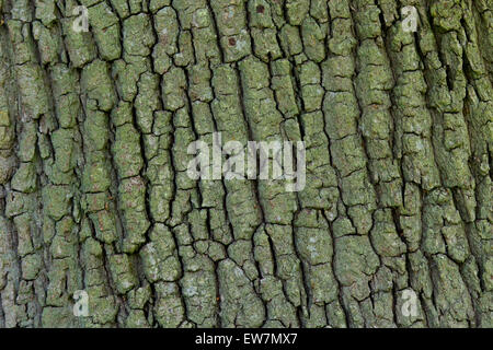 Quercus Robur. Eiche Baum-Rinde Stockfoto