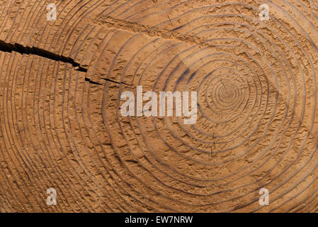 Ein flacher Schuss von der Textur und Korn in einem Schneiden stumpf eines Baumes mit einem Riss, die Aufteilung von der Seite geöffnet. Stockfoto