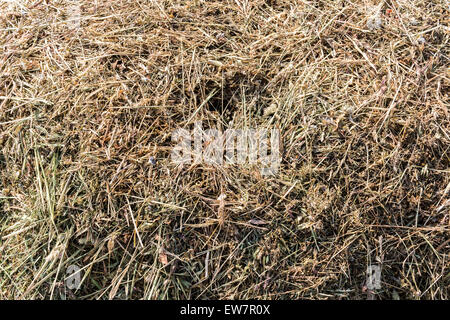 Trockenes Gras Textur Hintergrund Heu closeup Stockfoto