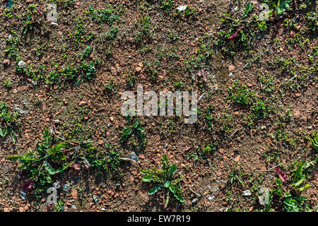 Grüne Gras roter Stein Textur Hintergrund closeup grosse Verwirrung schlechte Rasen Stockfoto