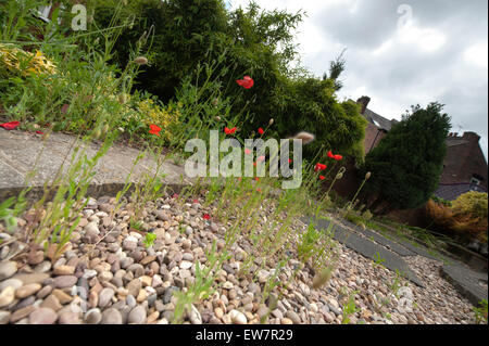 Roten Feld Mohn selbst ausgesät in einen Schotterweg Stockfoto