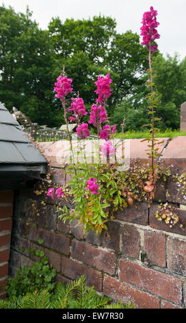 Wildes Rosa Antirrhinum wächst aus einer alten Mauer Ziegelrot Stockfoto