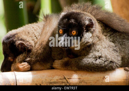 Braune Lemuren (Eulemur Fulvus) in Madagaskar Stockfoto