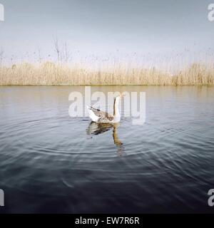 Seitenansicht einer Gans, Pijnacker, Niederlande Stockfoto