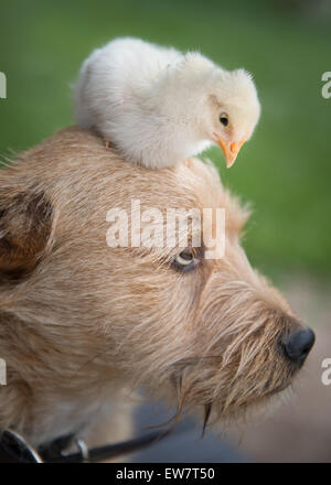 Küken sitzt auf dem Kopf eines Irish Terrier Hund Stockfoto