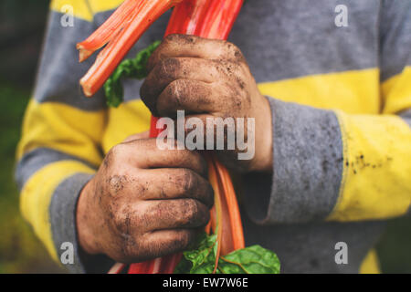 Junge mit schmutzigen Händen hält frisch gepflückten schweizer Mangold Stockfoto