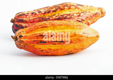 Kakao (Theobroma Cacao) Hülsen auf weißem Hintergrund Stockfoto