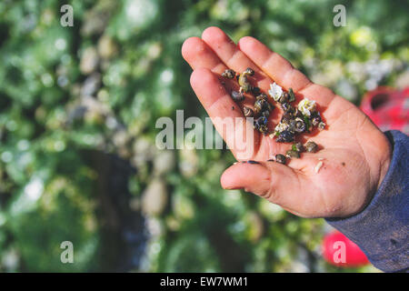 Eine Hand hält kleine Muscheln in Nahaufnahme Stockfoto