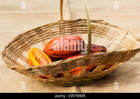 Korb mit Kakao (Theobroma Cacao) auf Sackleinen Stockfoto