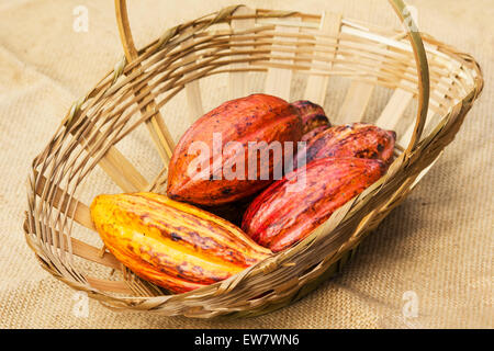 Korb mit Kakao (Theobroma Cacao) auf Sackleinen Stockfoto