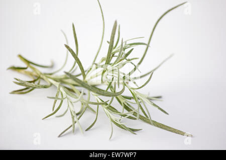 Curry-Pflanze Helichrysum unsere) Zweig auf weißem Hintergrund Stockfoto