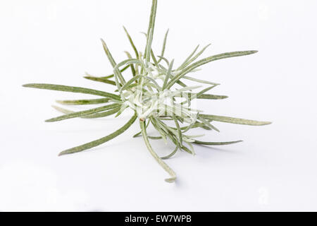 Curry-Pflanze Helichrysum unsere) Zweig auf weißem Hintergrund Stockfoto