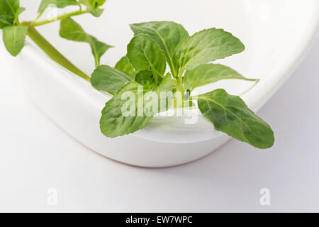 Poleiminze (Mentha Pulegium) Zweig auf weißem Hintergrund Stockfoto